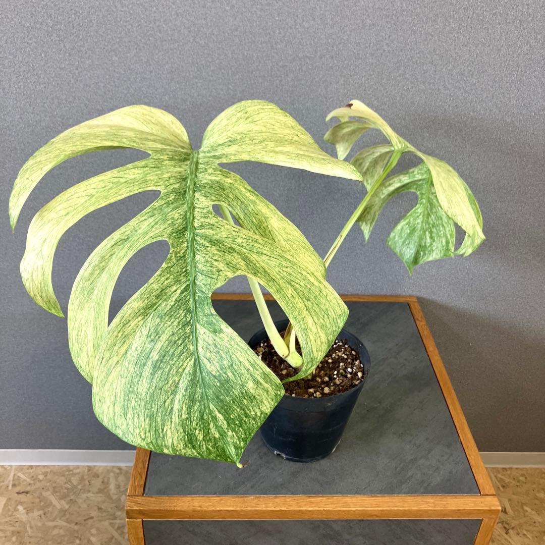 ☆*☆様 超絶希少❗️サイズ大❗️美株❗️モンステラ　フルミント✨