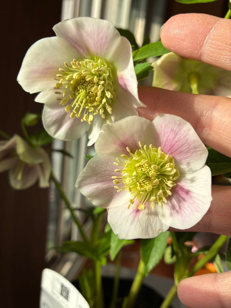 ♡広瀬園芸♡充実株　セミダブルグラデーション ベビーピンク