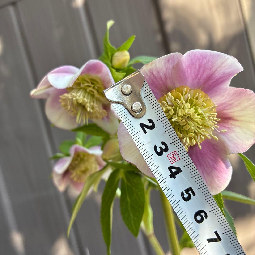 ♡広瀬園芸♡充実株　セミダブルグラデーション ベビーピンク
