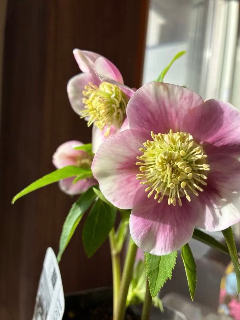 ♡広瀬園芸♡充実株　セミダブルグラデーション ベビーピンク