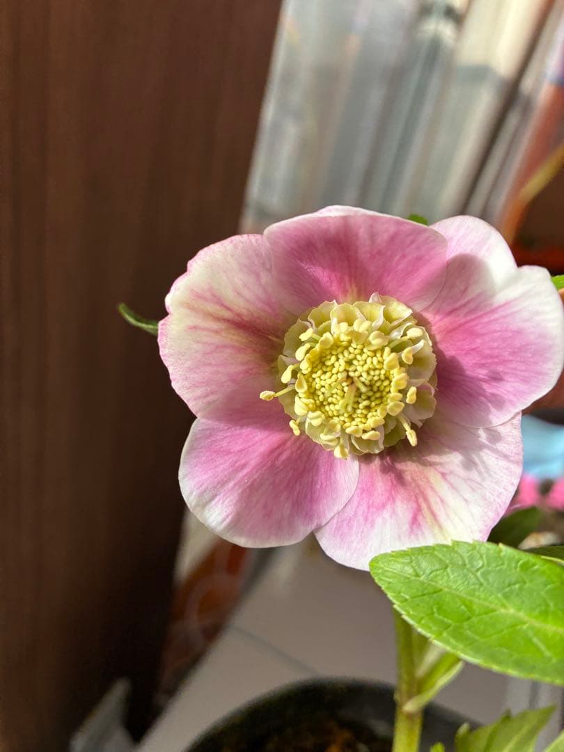 ♡広瀬園芸♡充実株　セミダブルグラデーション ベビーピンク