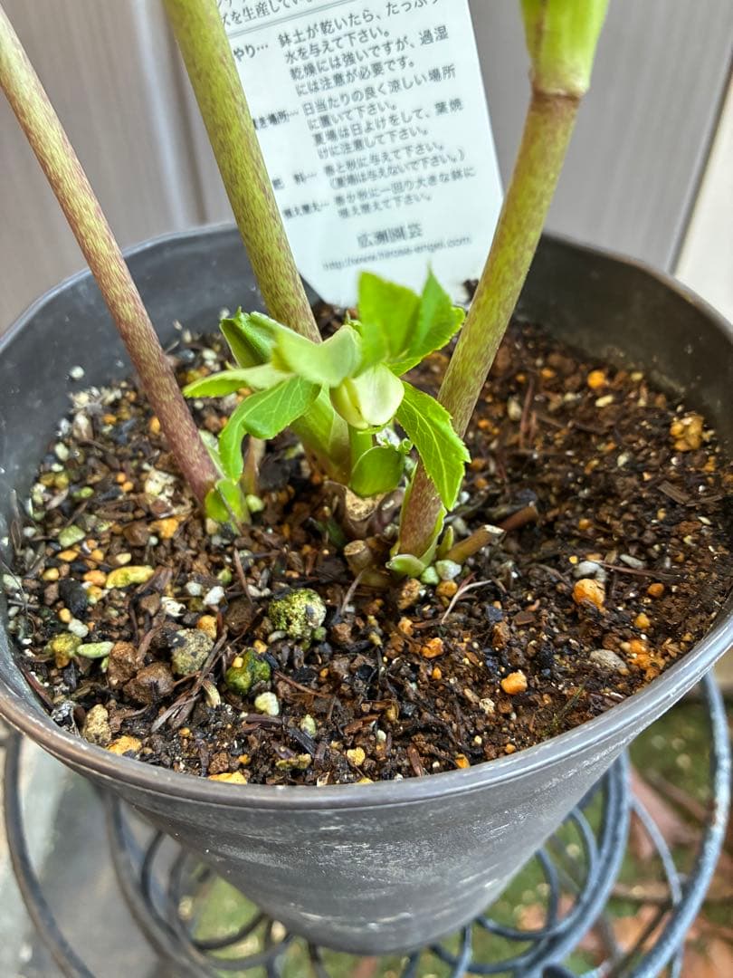 ♡広瀬園芸♡充実株　セミダブルグラデーション ベビーピンク