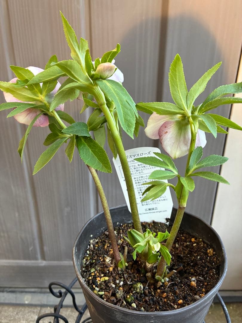 ♡広瀬園芸♡充実株　セミダブルグラデーション ベビーピンク