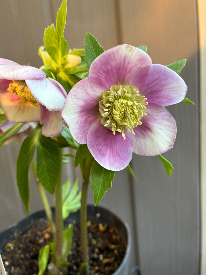 ♡広瀬園芸♡充実株　セミダブルグラデーション ベビーピンク