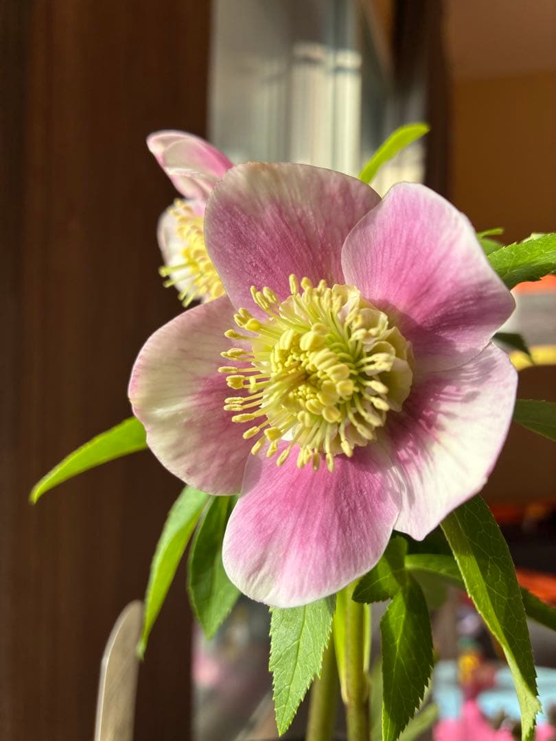 ♡広瀬園芸♡充実株　セミダブルグラデーション ベビーピンク