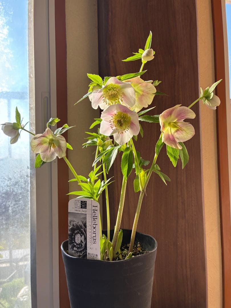 ♡広瀬園芸♡充実株　セミダブルグラデーション ベビーピンク