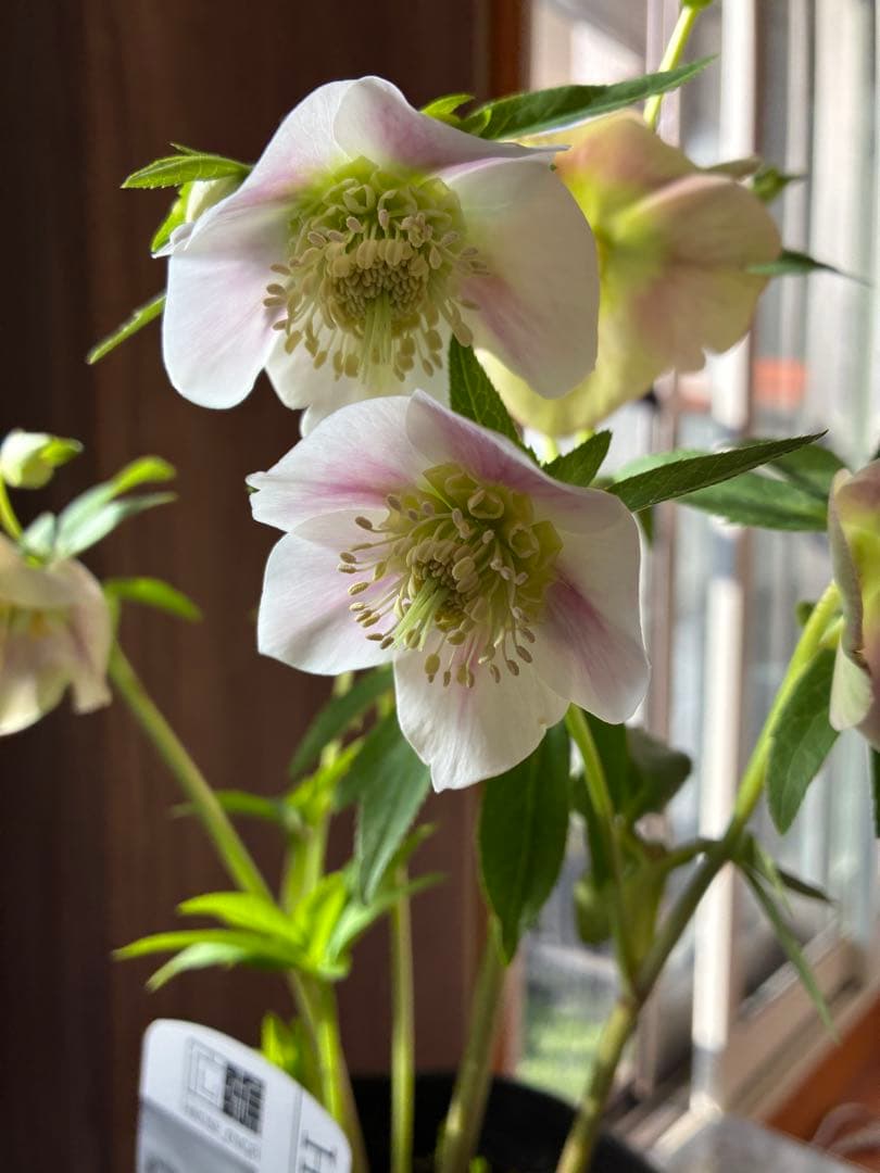 ♡広瀬園芸♡充実株　セミダブルグラデーション ベビーピンク