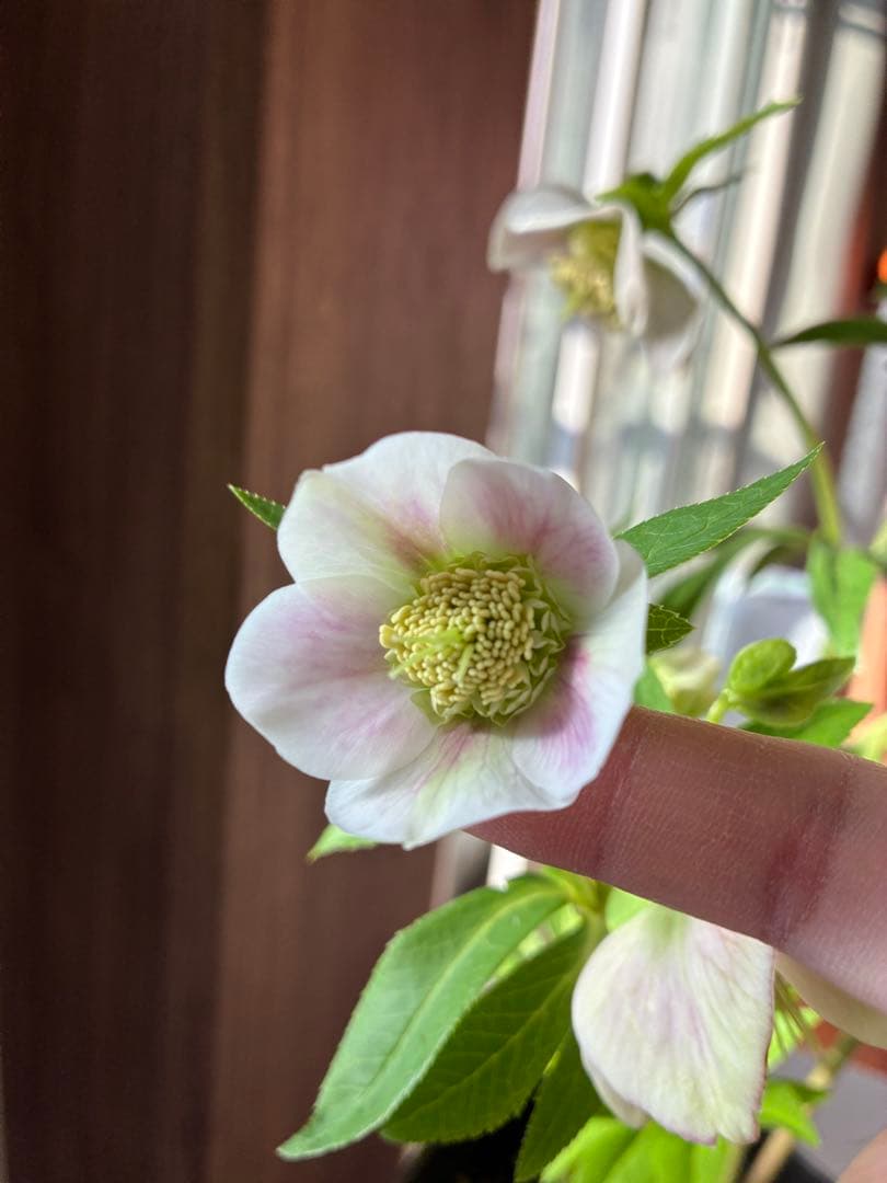 ♡広瀬園芸♡充実株　セミダブルグラデーション ベビーピンク