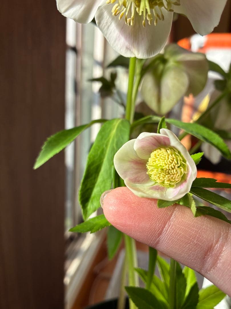 ♡広瀬園芸♡充実株　セミダブルグラデーション ベビーピンク