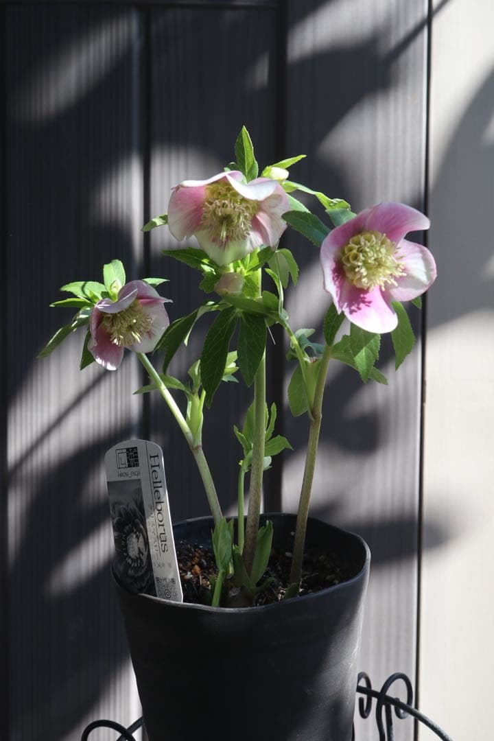 ♡広瀬園芸♡充実株　セミダブルグラデーション ベビーピンク