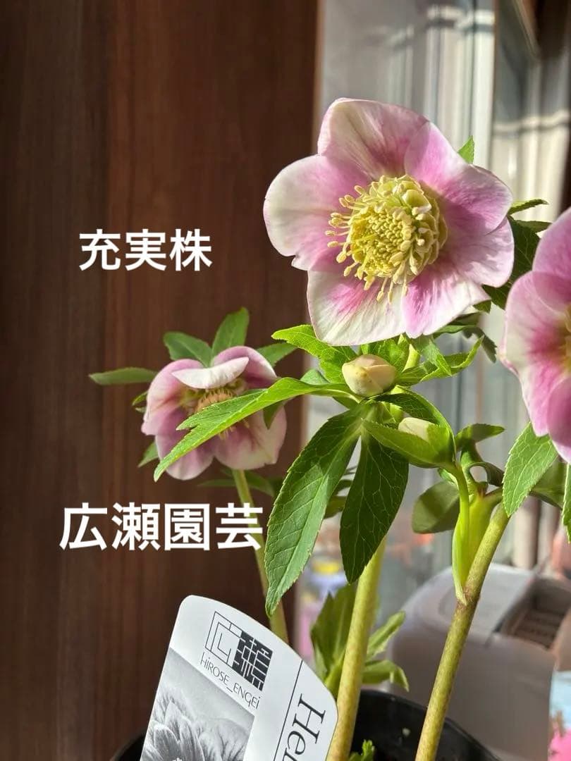 ♡広瀬園芸♡充実株　セミダブルグラデーション ベビーピンク