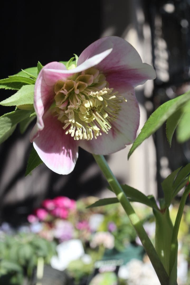 ♡広瀬園芸♡充実株　セミダブルグラデーション ベビーピンク