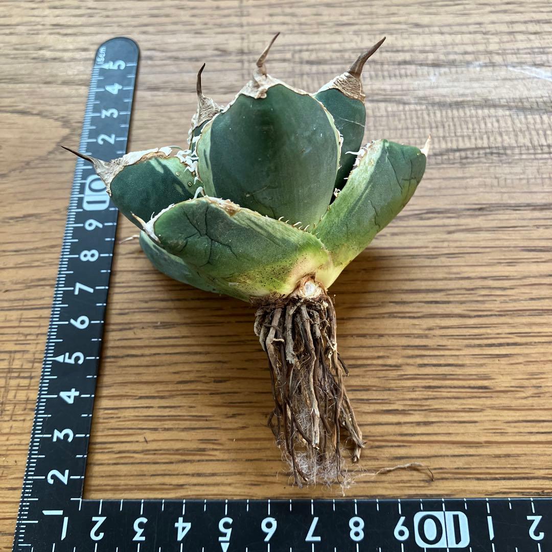 超選抜【速達】特大 優秀株 太棘 アガべ チタノタ SAD錦 覆輪斑 TC