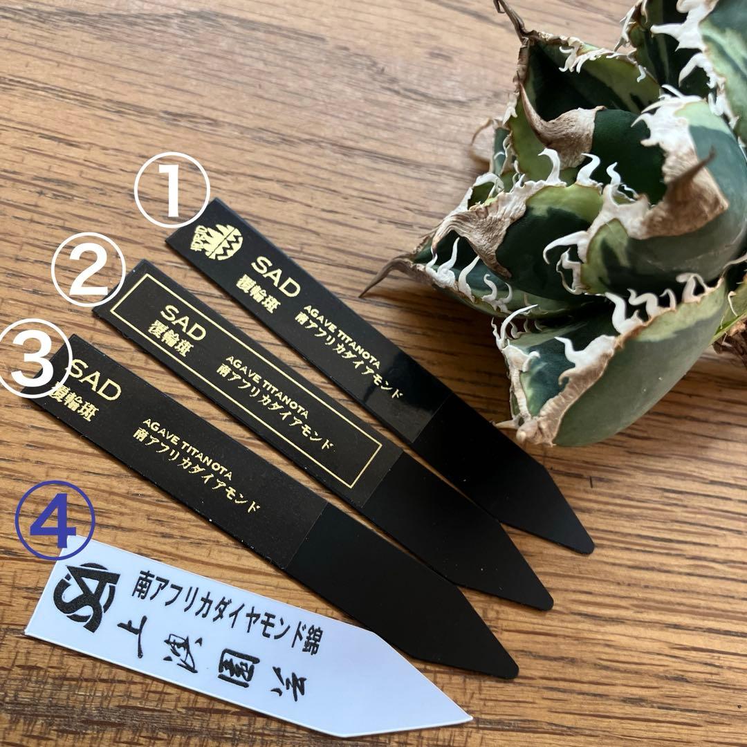 超選抜【速達】特大 優秀株 太棘 アガべ チタノタ SAD錦 覆輪斑 TC