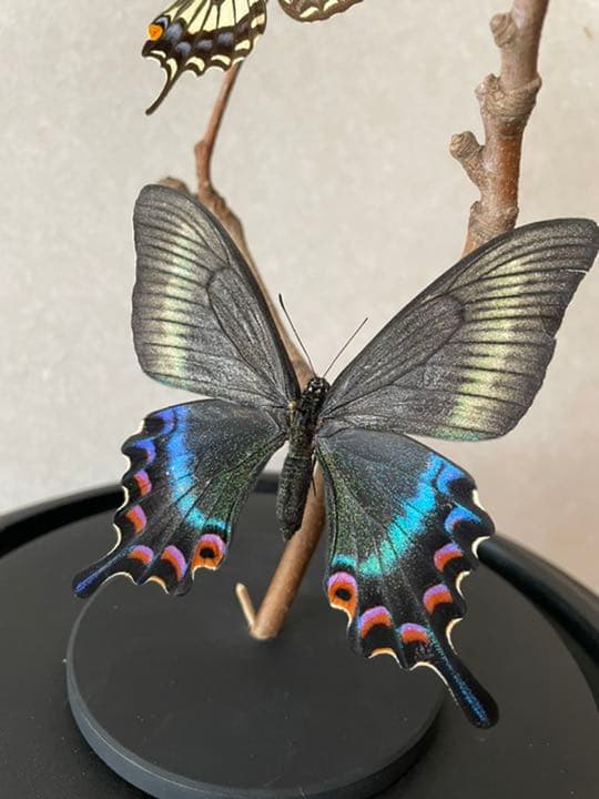 【標本☆アゲハ】アンティーク・ガラスドーム