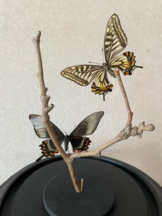 【標本☆アゲハ】アンティーク・ガラスドーム