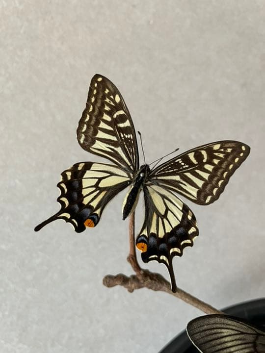 【標本☆アゲハ】アンティーク・ガラスドーム