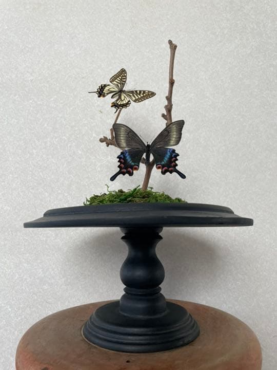 【標本☆アゲハ】アンティーク・ガラスドーム