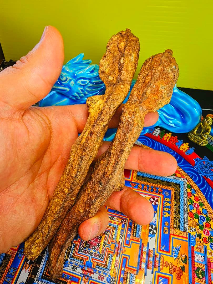 毛が生えた‼️特級呪物‼️希少‼️超特大サイズ‼️ナリーポンとマカリーポン