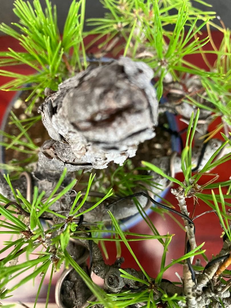 ◉赤松盆栽　変わり木　究極の逸品！　◉直ぐ飾れます　大幅値下げ2/8(日曜)迄