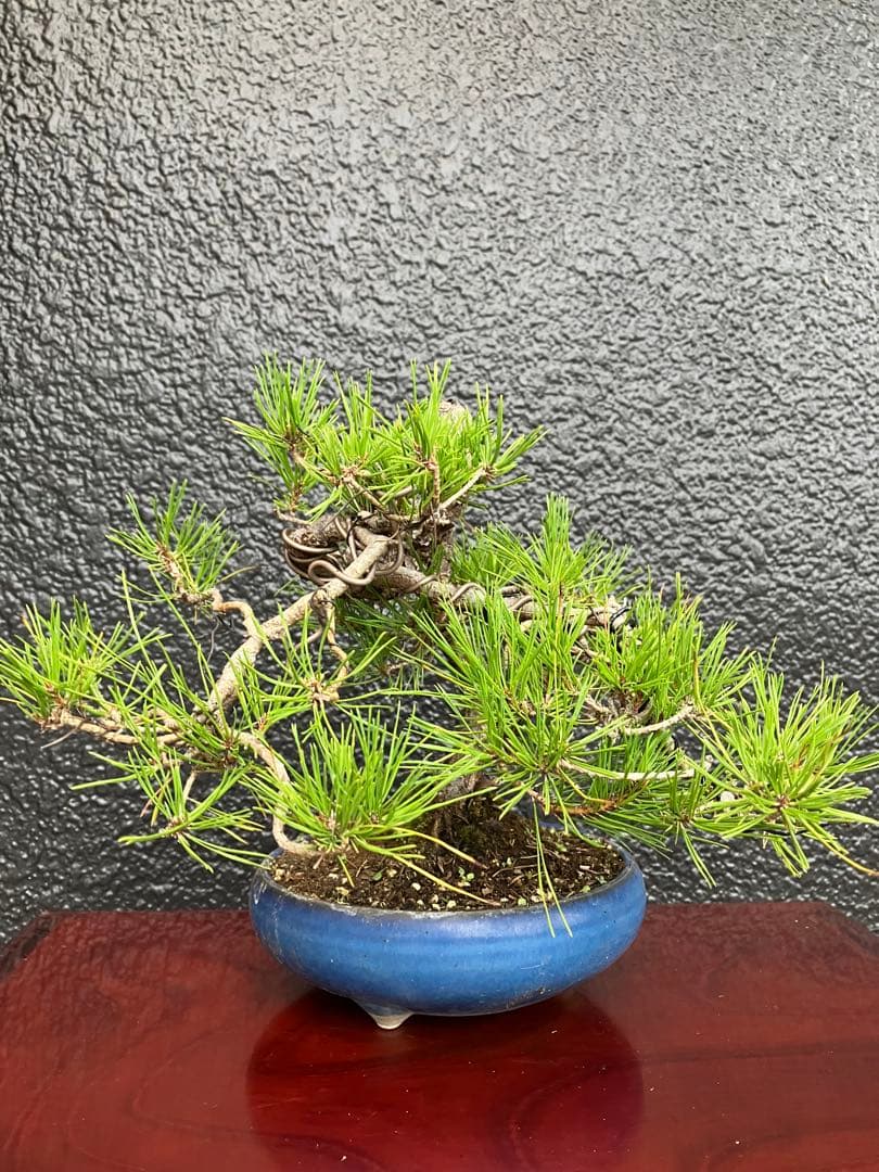 ◉赤松盆栽　変わり木　究極の逸品！　◉直ぐ飾れます　大幅値下げ2/8(日曜)迄