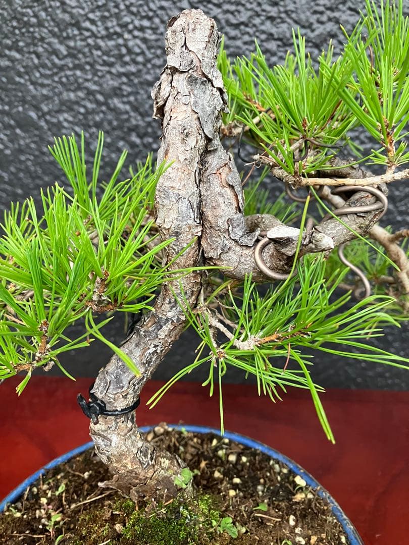 ◉赤松盆栽　変わり木　究極の逸品！　◉直ぐ飾れます　大幅値下げ2/8(日曜)迄