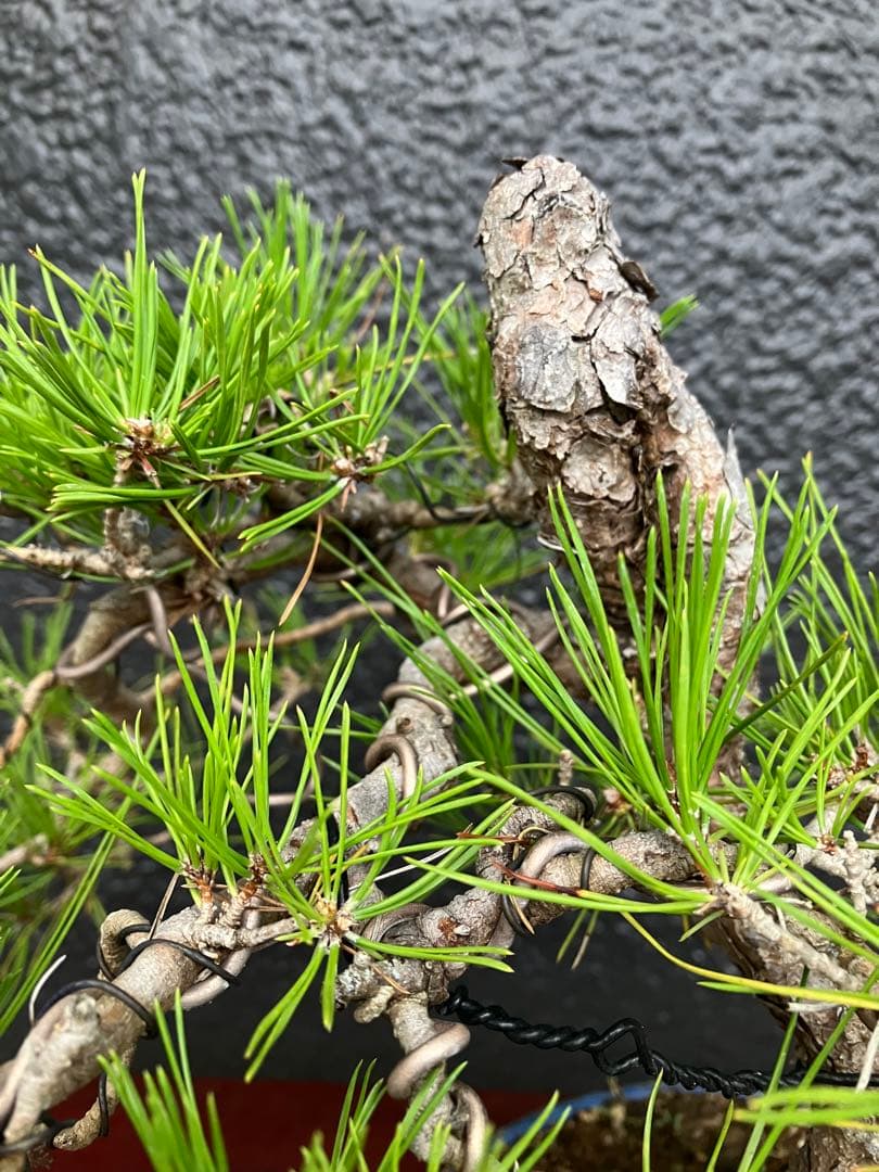 ◉赤松盆栽　変わり木　究極の逸品！　◉直ぐ飾れます　大幅値下げ2/8(日曜)迄