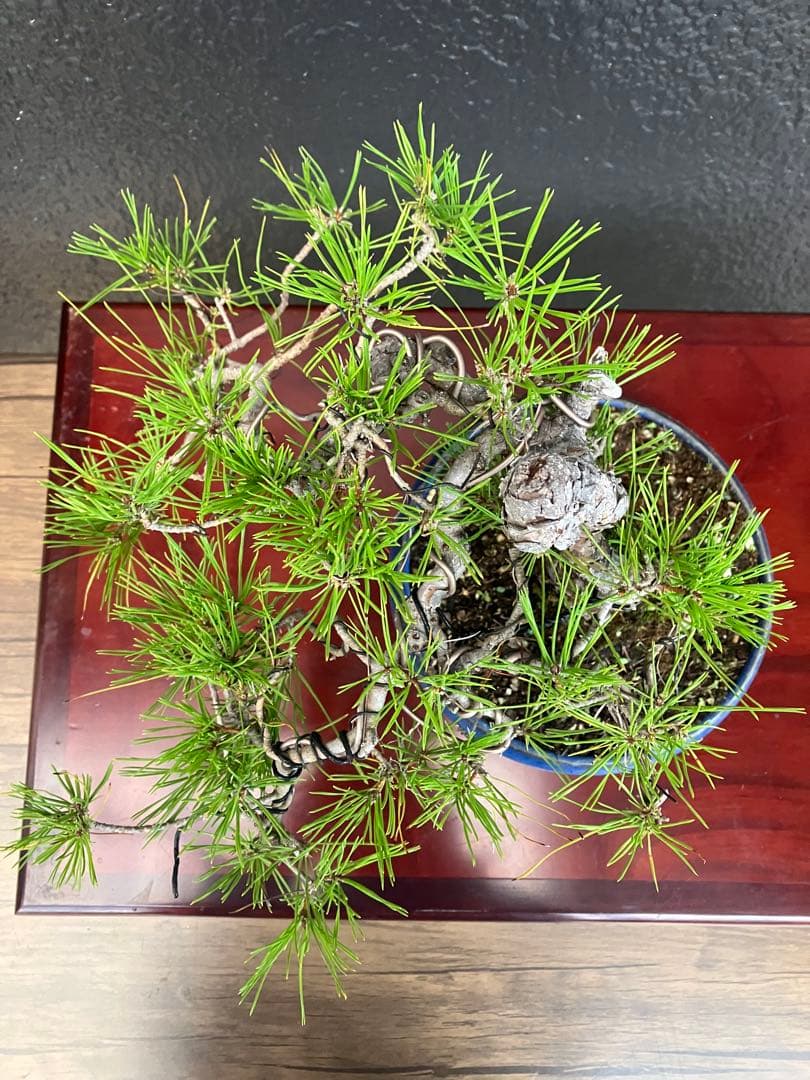 ◉赤松盆栽　変わり木　究極の逸品！　◉直ぐ飾れます　大幅値下げ2/8(日曜)迄