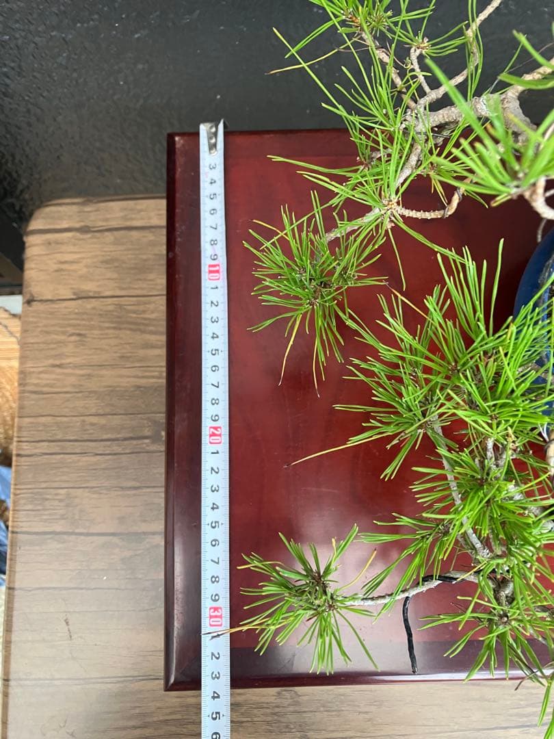 ◉赤松盆栽　変わり木　究極の逸品！　◉直ぐ飾れます　大幅値下げ2/8(日曜)迄