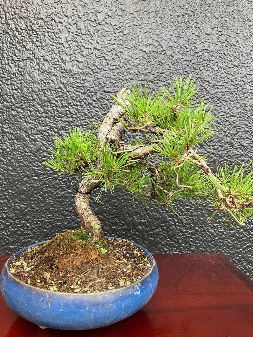 ◉赤松盆栽　変わり木　究極の逸品！　◉直ぐ飾れます　大幅値下げ2/8(日曜)迄