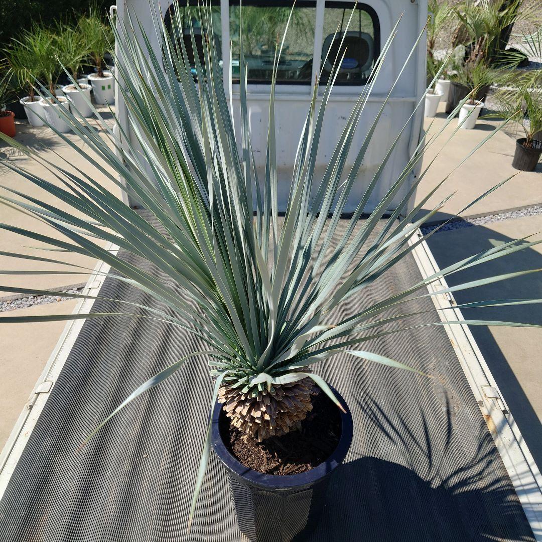 ユッカ ロストラータ《H=約1.15m・10号》274