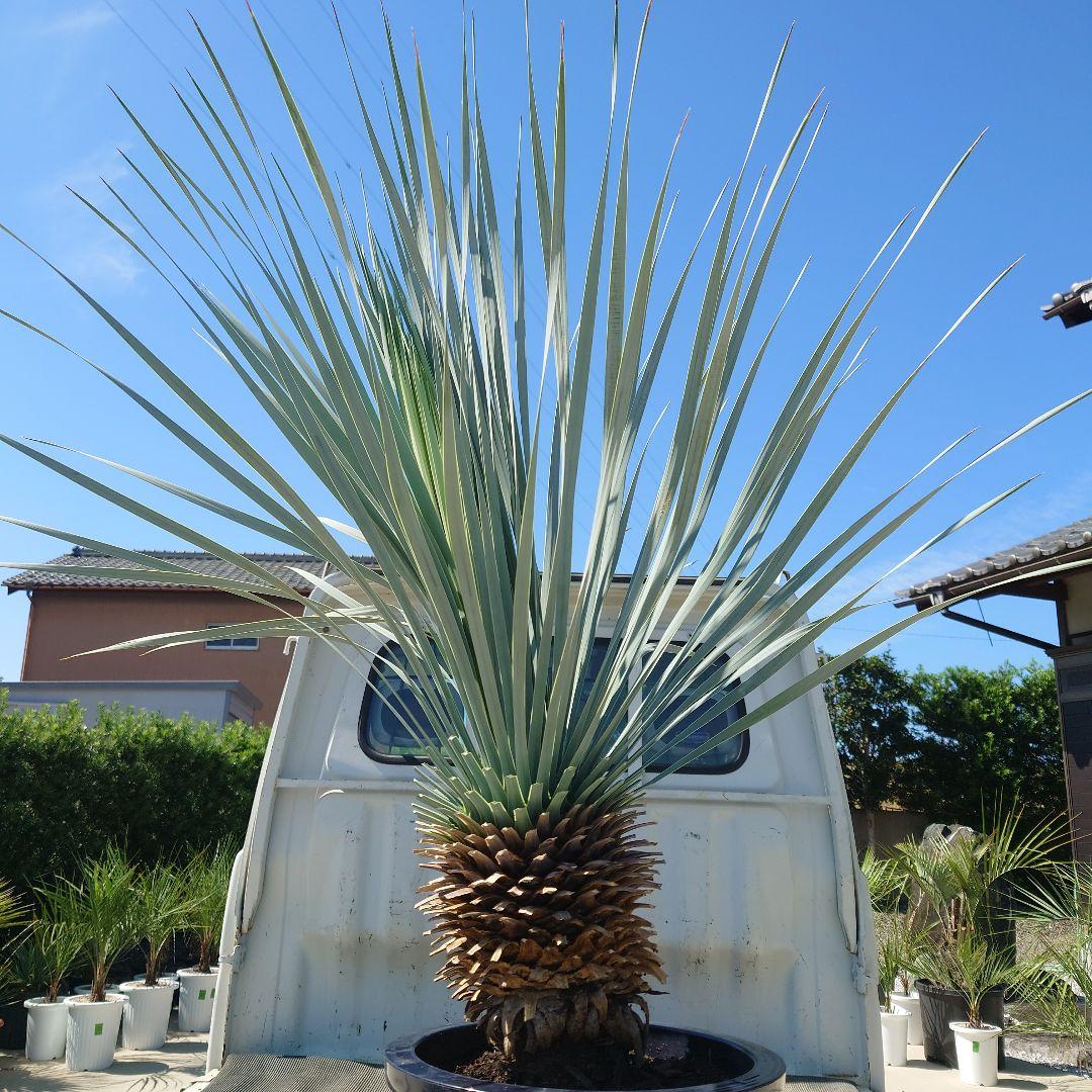 ユッカ ロストラータ《H=約1.15m・10号》274