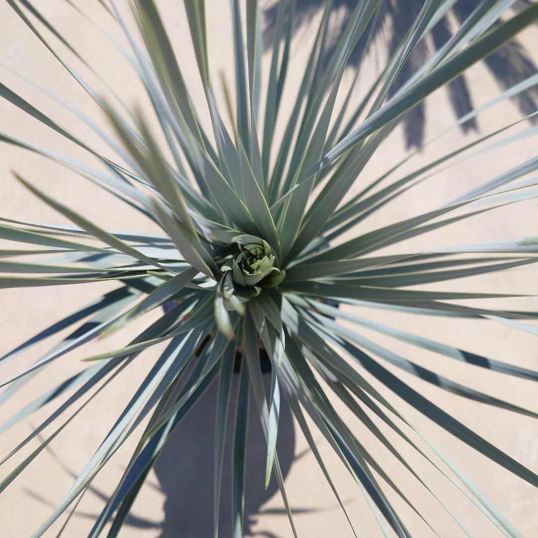 ユッカ ロストラータ《H=約1.15m・10号》274