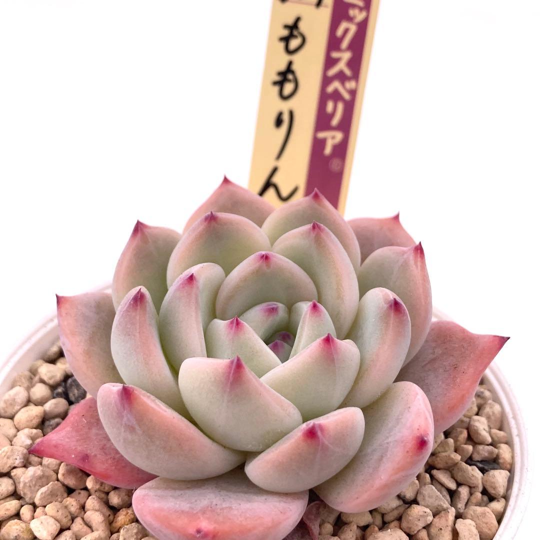極上苗】ミックスベリア ももりん 多肉植物 おらいさん 自家繁殖苗