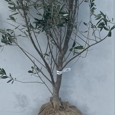 《現品》オリーブの木　シプレシーノ 樹高2.1ｍ（根鉢含まず）183【苗木/庭木