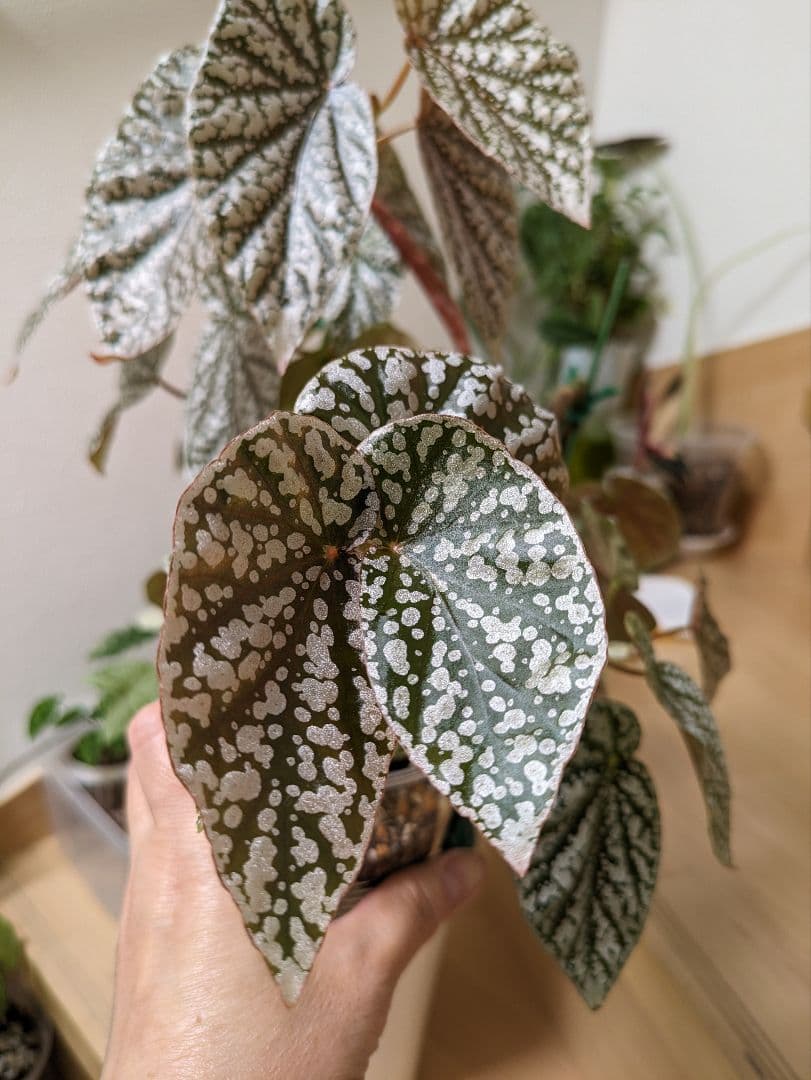 希少 木立性ベゴニア スノーキャップド カット苗 - メルカリ