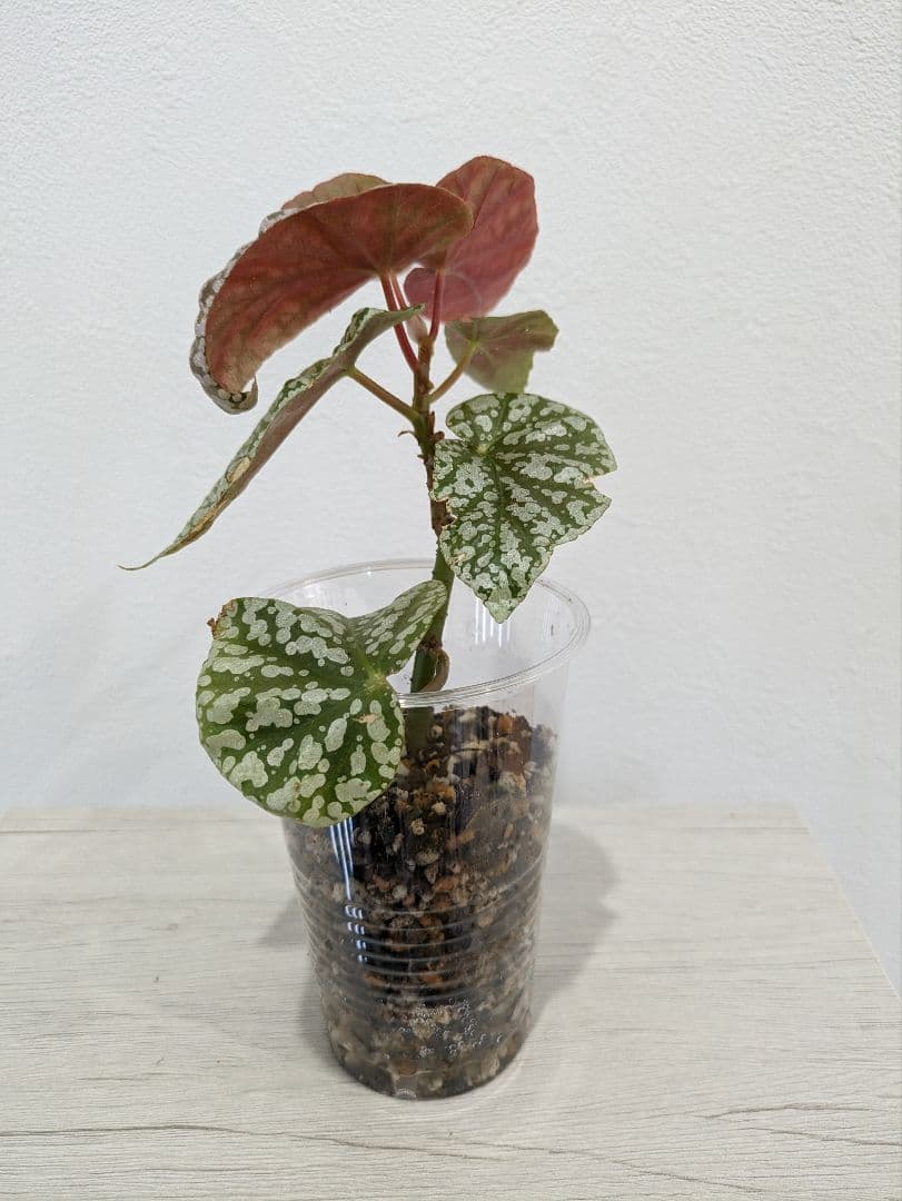 希少 木立性ベゴニア スノーキャップド カット苗 - メルカリ