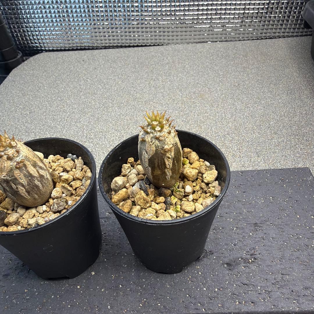 国内播種　パキポディウムウィンゾリー