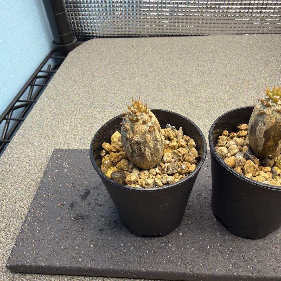 国内播種　パキポディウムウィンゾリー