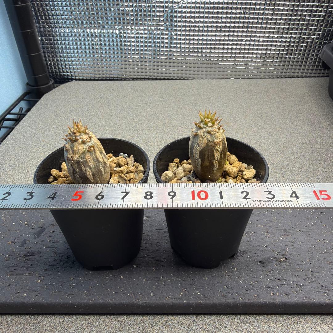 国内播種　パキポディウムウィンゾリー