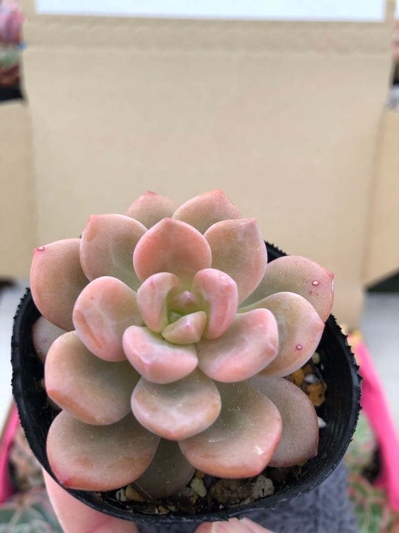 多肉植物 ロウルサンコ苗♡抜き苗セット(メルカリ便) - メルカリ