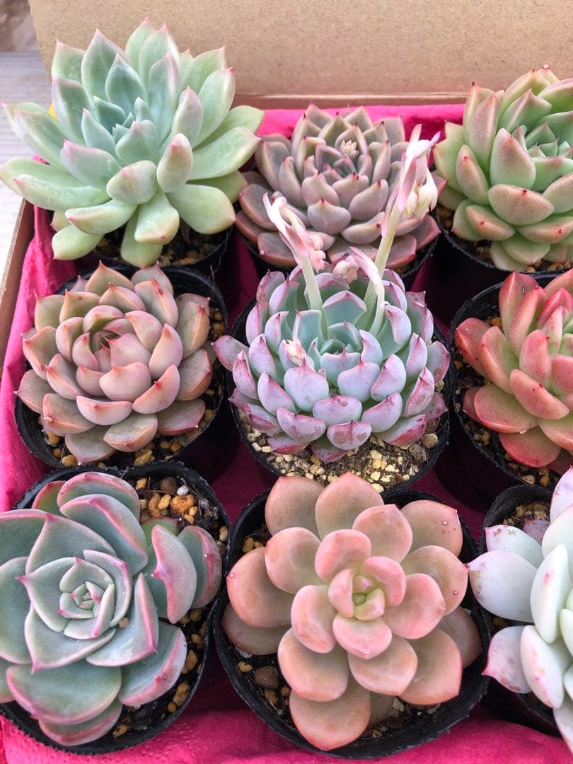 多肉植物 ロウルサンコ苗♡抜き苗セット(メルカリ便) - メルカリ