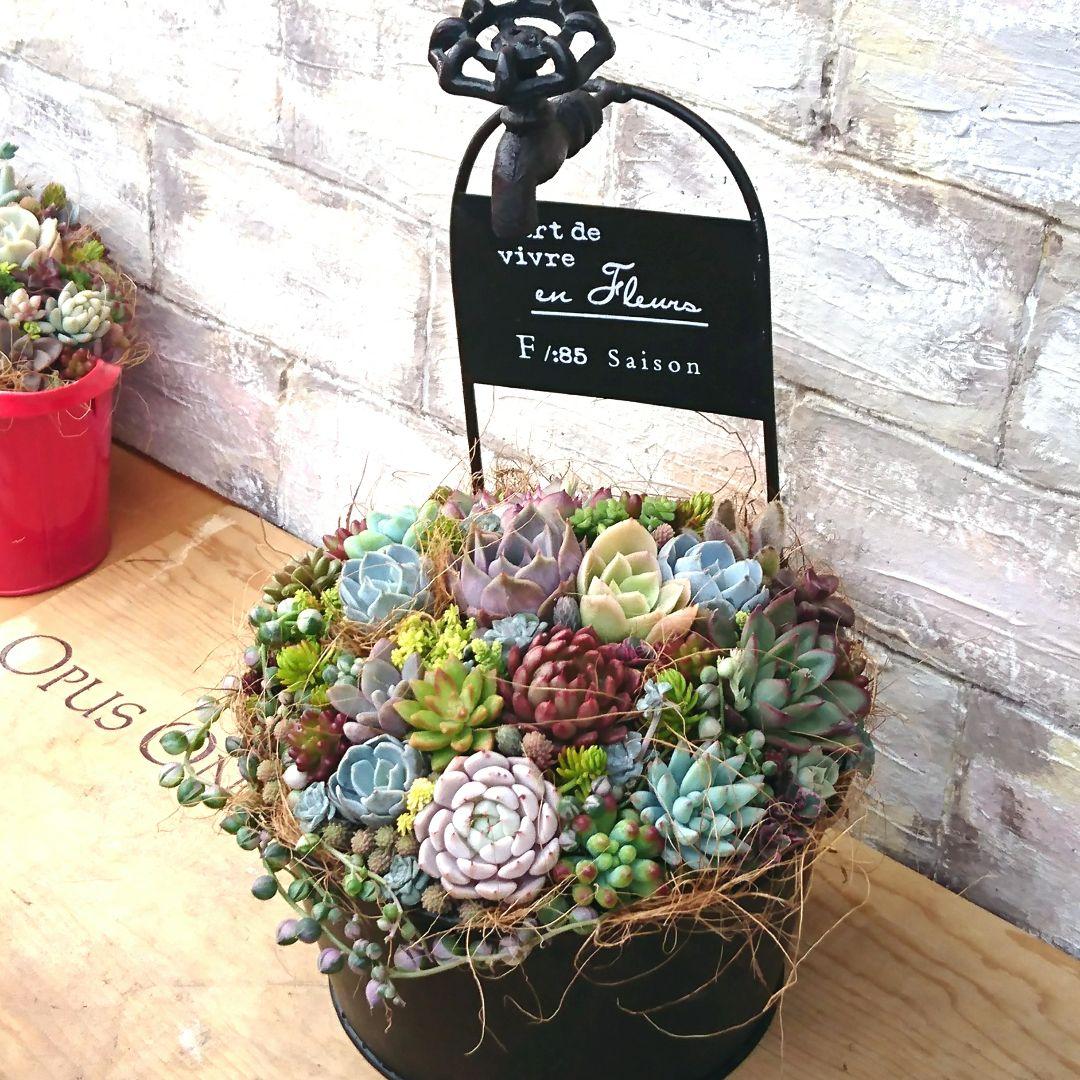 ！wyvern様！特大ブラック ブリキ 多肉植物 寄せ植え♪