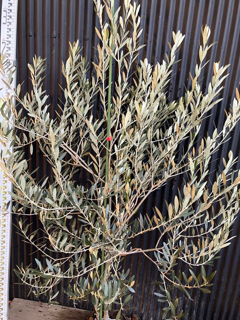 オリーブの木　オヒブランカ