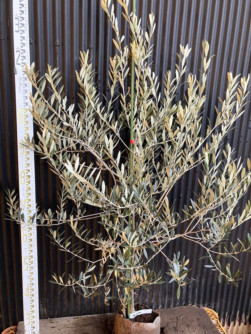 オリーブの木　オヒブランカ