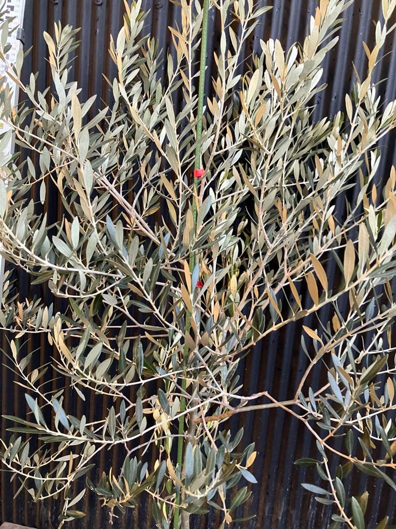 オリーブの木　オヒブランカ