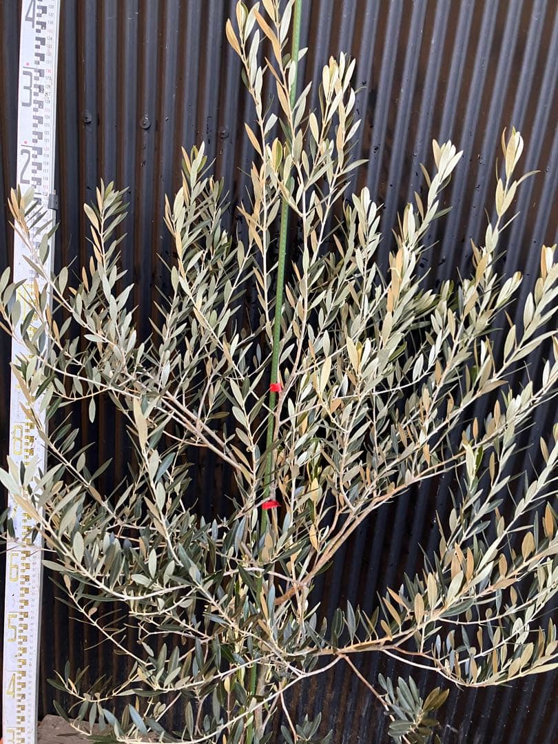 オリーブの木　オヒブランカ