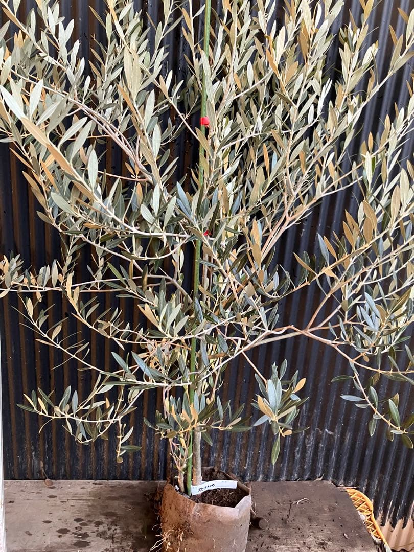 オリーブの木　オヒブランカ