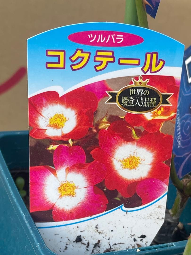 大輪バラ苗　ミックス　6鉢セット