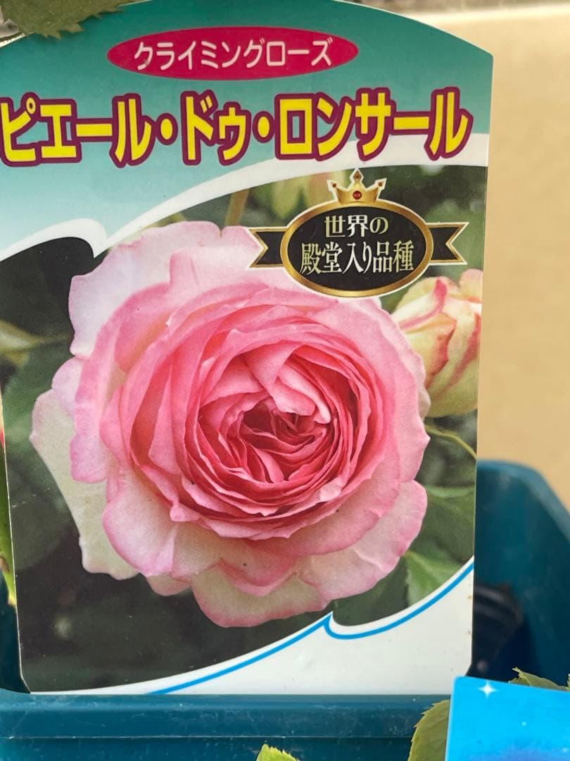 大輪バラ苗　ミックス　6鉢セット